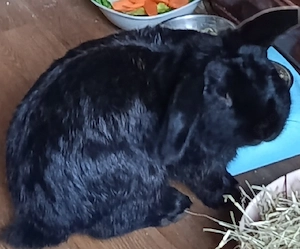 Kuschelkaninchen sehr lieb