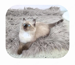 1 süß Ragdoll Seal Point Kater 3 Monate - abgabebereit Bild 2