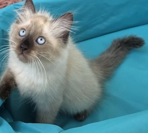 1 süß Ragdoll Seal Point Kater 3 Monate - abgabebereit Bild 5