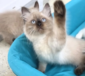 1 süß Ragdoll Seal Point Kater 3 Monate - abgabebereit Bild 4