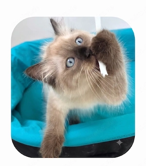 1 süß Ragdoll Seal Point Kater 3 Monate - abgabebereit Bild 3