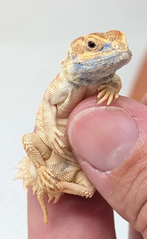 Xenagama taylori - Biberschwanzagame