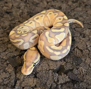 Butter Banana