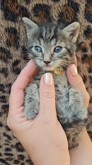 Hauskatze Hofkatze Babykatze Katzenbaby Kitten 