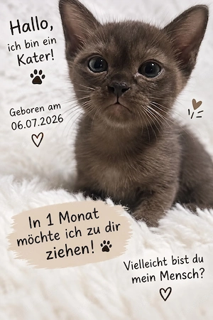 Burma Kitti Junge Kater