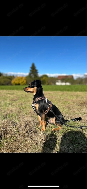 zwergpinscher abzugeben 