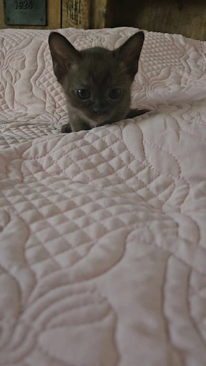 Burma Kitti Junge Kater