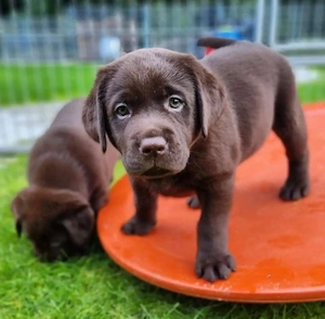 Wunderschöne, freundliche Labrador-Welpen, die mit viel Liebe und Aufmerksamkeit aufgezogen werden. 