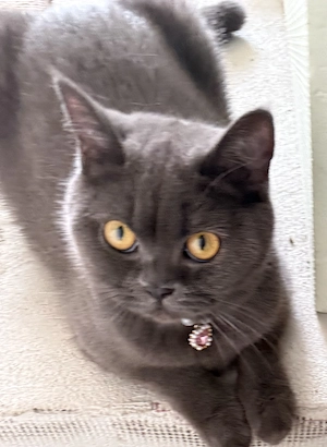 Katze britisch kurzhaar Mädchen  Bild 2