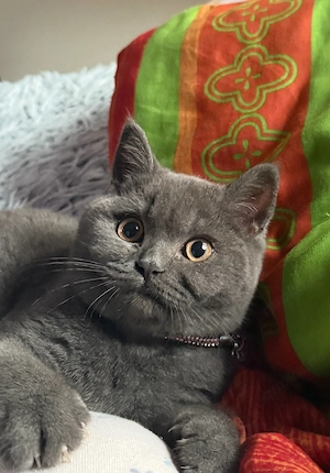 Katze britisch kurzhaar Mädchen  Bild 3