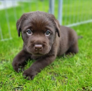 Wunderschöne, freundliche Labrador-Welpen, die mit viel Liebe und Aufmerksamkeit aufgezogen werden. 