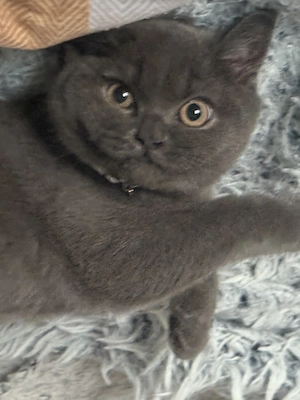Katze britisch kurzhaar Mädchen  Bild 1