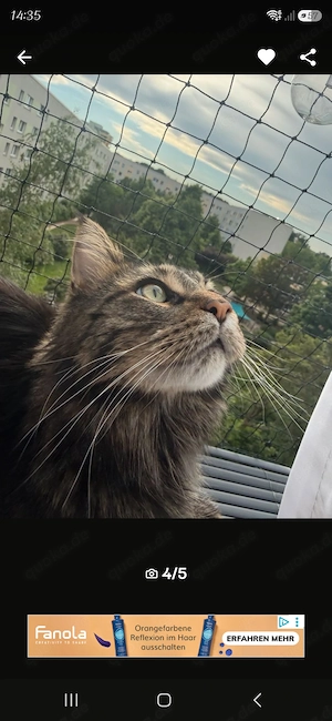 Reinrassiger Maine Coon sucht dringend zu Hause  Bild 3