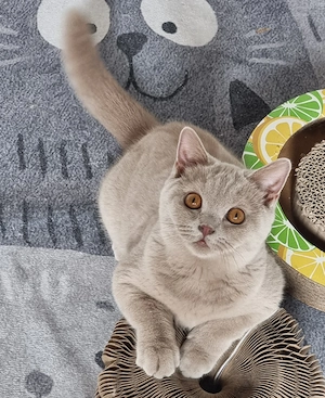 Britisch Kurzhaar Kitten mit Stammbaum bkh  