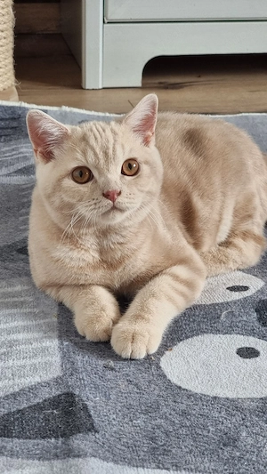 Britisch Kurzhaar Kitten mit Stammbaum Bkh 