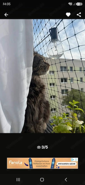 Reinrassiger Maine Coon sucht dringend zu Hause  Bild 2