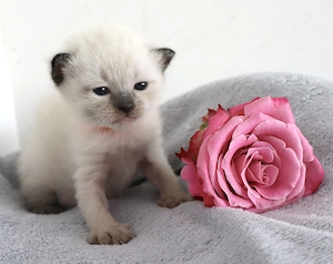 Heilige Birma Siam kitten 