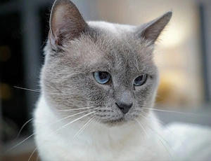 Heilige Birma Siam kitten  Bild 6
