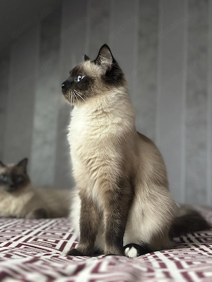 Heilige Birma Siam kitten  Bild 5