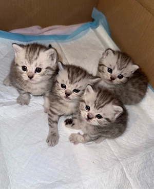 British Kurzhaar Silber Tabby Kitten 