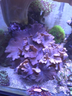 Ohrenlederkoralle Meerwasser Salzwasser Aquarium Koralle