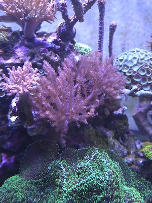 Keniabäumchen, Meerwasser, Salzwasser, Aquarium, Korallen