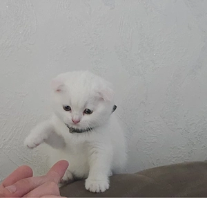     Liebevolle Katze sucht neues Zuhause