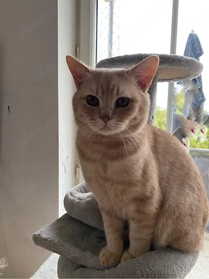 Kater Katze Kätzchen Orange 1 Jahr alt