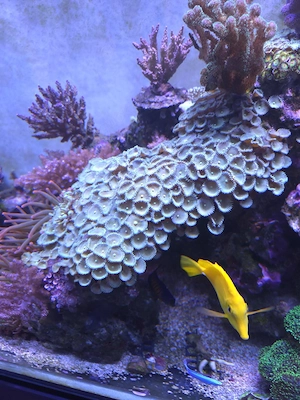 Zoanthus braun-grün, Meerwasser, Salzwasser, Aquarium, Korallen