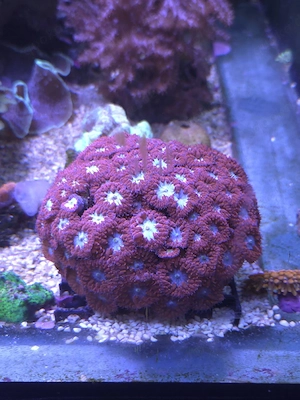 Diverse Euphyllias und andere Ableger, Meerwasser, Salzwasse, Aquarium