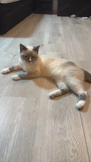 Siam Katze 