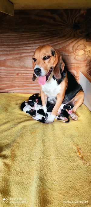 Beaglewelpen tricolor