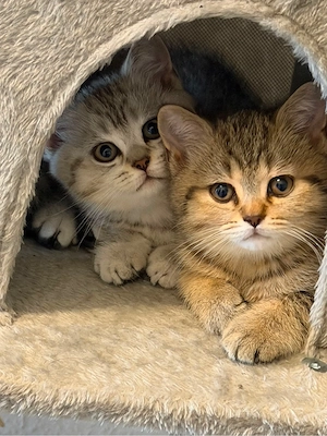 BKH katze. 