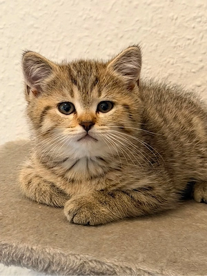 Süßes männliches Katzenbaby ab sofort abzugeben