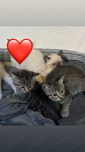    Drei süße BKH-Kitten suchen ihr Für-immer-Zuhause   