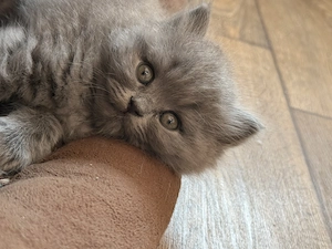 BLH Kater in Blue sucht ab 06.10.26 ein neues zu Hause 