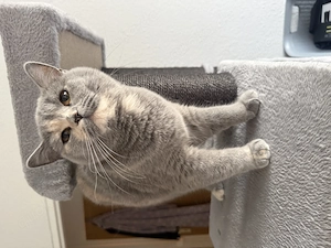 Unsere BKH Layla sucht ab Oktober ein ruhiges zu Hause 1 Jahr alt 