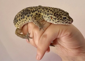 Leopardgecko, männlich, ca. 1 Jahr alt
