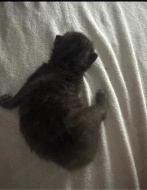 katzen babys 
