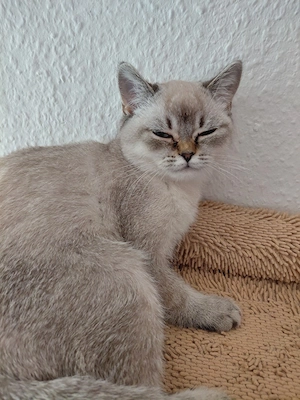 BKH Mädels 2x Silverschadet mit Blauen Augen 