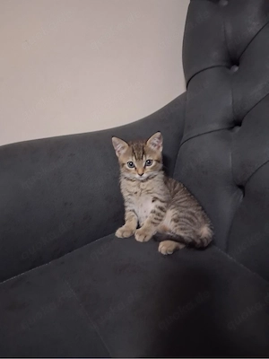 BKH baby Katze 
