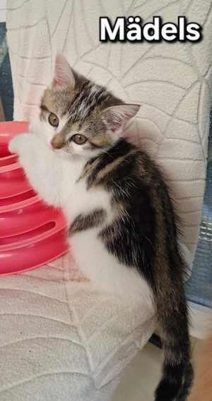 Katzen baby Kitten ragdoll mix