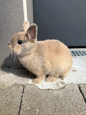 Frühkastrat Löffelohrzwerg,bildhübsch, geimpft, 5 Monate, super lieb und zahm sucht Traumplatz !