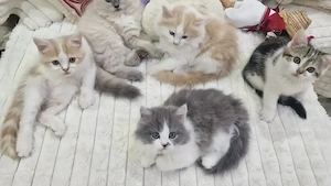 Katzen baby Kitten ragdoll mix