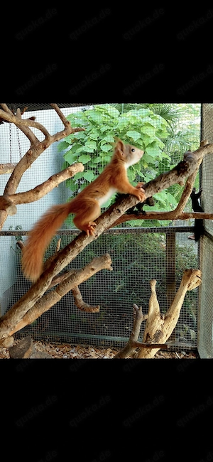 Junge Eichhörnchen 