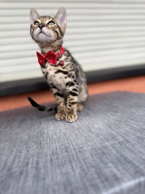 2 Bengal Kitten suchen dringend ein neues Zuhause