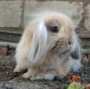 Zwergwidder Löwenwidder Lionlop Minilop Kaninchen Hase Jungtier 