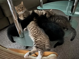 Süße Kitten suchen liebevolles Zuhause