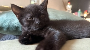 Kitten sucht liebevolles Zuhause 