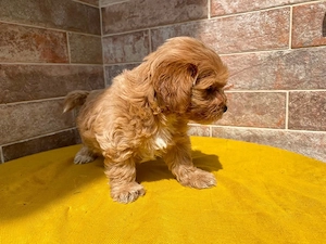 Maltipoo Welpen 